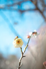 白い梅の花