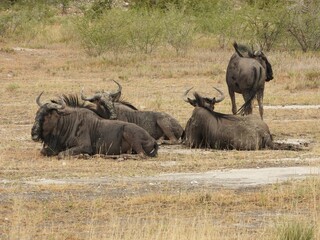 wildebeest in Etosha NP