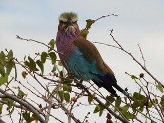 lilac breasted roller on the branch