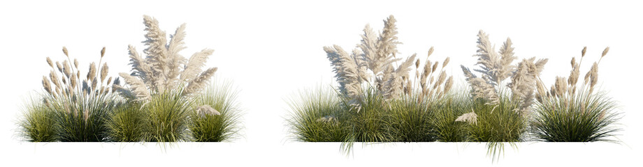 Naklejka premium Two Pampas Grass Flowerbeds (Cortaderia selloana Clumps, Ornamental Grass Beds) Isolated PNG on a Transparent Background Premium Nature Cutout