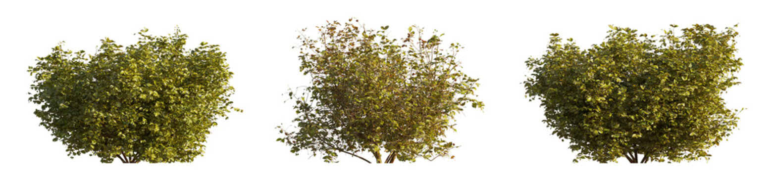 Cornus sanguinea (Common Dogwood, Swida sanguinea) Isolated PNG on a Transparent Background Premium Nature Cutout