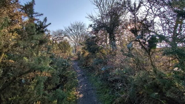 footpath through a gorse bush with light leaks from the sun through the trees