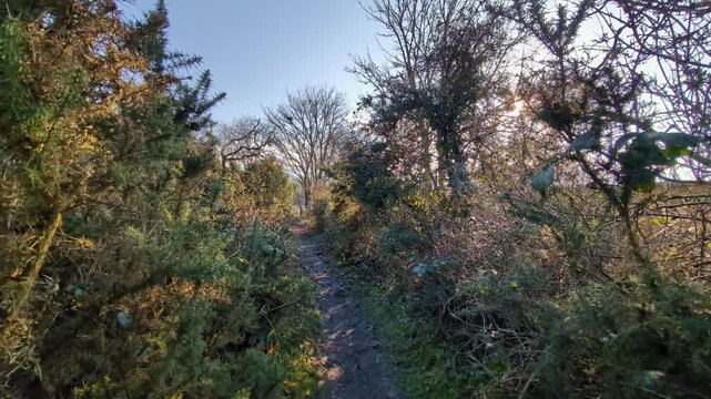 footpath through a gorse bush with light leaks from the sun through the trees