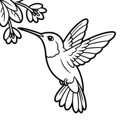 Obraz premium A hummingbird illustration vector style coloring page 