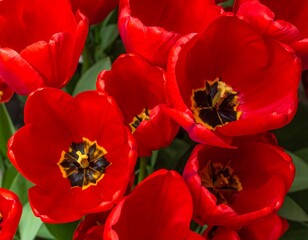 Close-up of vibrant red tulip blooms with yellow and black centers, set against a backdrop of green foliage