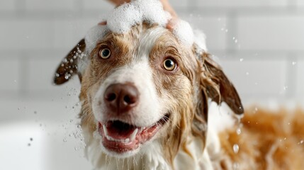 A joyful dog is being bathed, covered in suds, with bubbles fluffing around its face, showcasing happiness and a relaxed bath time experience for pets and owners alike.