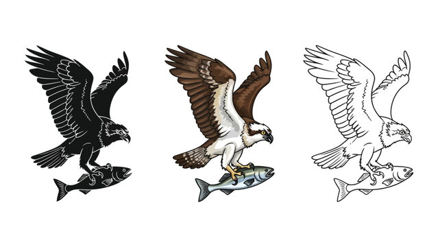 Set of three osprey illustrations catching fish in black silhouette, full color, and outline styles