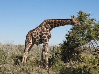 giraffe in the wild