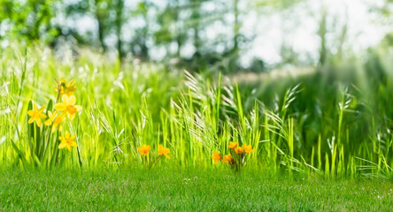 idyllic wild spring background with blooming daffodils and crocus flowers, organic blurred nature scene backdrop with copy space on meadow in foreground for easter greetings