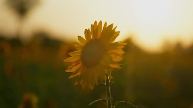 Cinematic close-up of a single sunflower illuminated by warm golden hour sunlight. day time, stable shot, 4k.