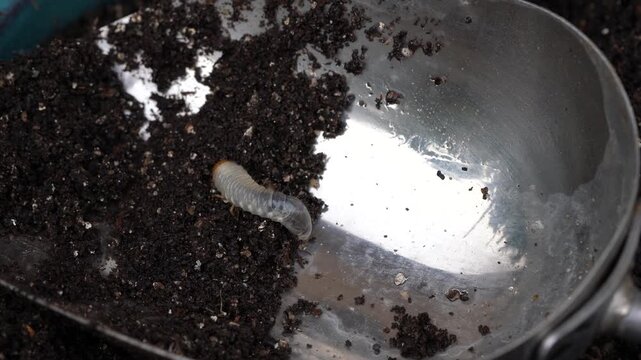 Clear, white, translucent grub crawling on a small shovel after being scooped out of wet soil from an outdoor garden bed.