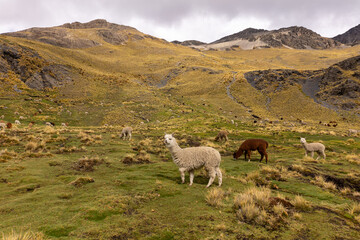 Fototapeta premium llama in the mountains