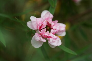 Fototapeta premium Delicate Pink Blossom Close Up with Green Background