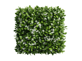 Obraz premium A perfectly shaped square hedge filled with green leaves and delicate white flowers against black