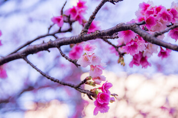 Cherry blossoms in full bloom with soft background