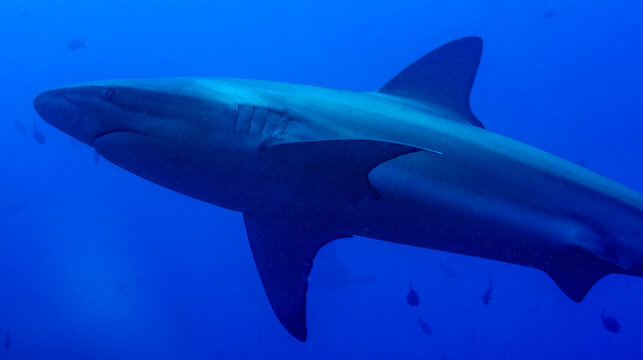 Gal&aacute;pagos Shark, Carcharhinus galapagensis, Gal&aacute;pagos National Park, UNESCO World Heritage Site, Gal&aacute;pagos Islands, Ecuador, South America