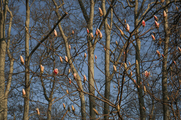 Magnolia buds against the background of tufted branches. Spring Traffic