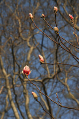 Magnolia buds against the background of tufted branches. Spring Traffic