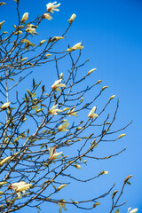 Spring flowering tree. Elegant Branch of White Magnolia Flowers Against the blue sky. copy space