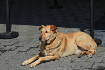 Street Dog, Cat, Istanbul. homeless animals, protection, support, care of training animals.