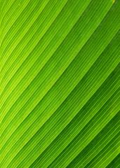 Obraz premium Close focus on texture of green banana leaf with sunlight as backlight of tropical rainforest.