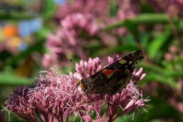 butterfly on a pink Eutrochium flower. on a blurred background with highlights and bokeh. colorful macro photo of an insect. wild wildlife. screensaver. free space.