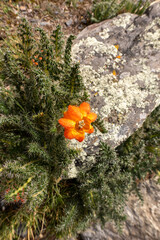 Obraz premium flowers in the mountains