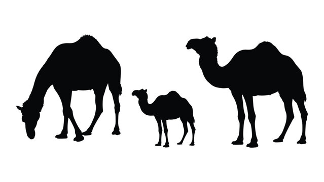 silhouette illustration depicting a family of camels grazing in a stark minimalist design