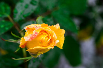 delicate rose flower with raindrops or dew. on a blurred background with bokeh. colorful macro photo of a flower. screensaver. free space. close-up.