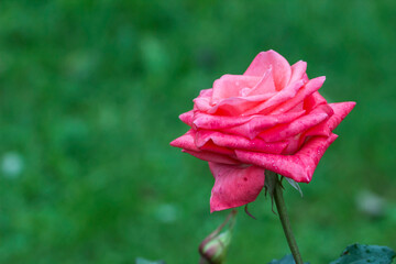 delicate rose flower with raindrops or dew. on a blurred background with bokeh. colorful macro...
