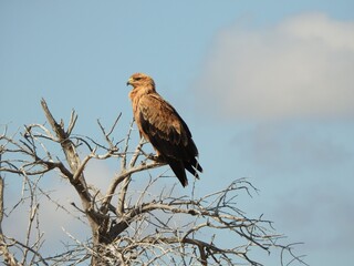 red tailed hawk perched on branch