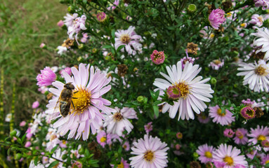 Obraz premium blue garden aster in close-up