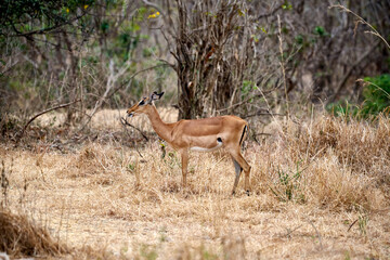 Mikumi Nationalpark Tansania