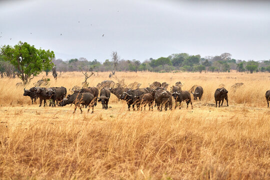 Mikumi Nationalpark Tansania