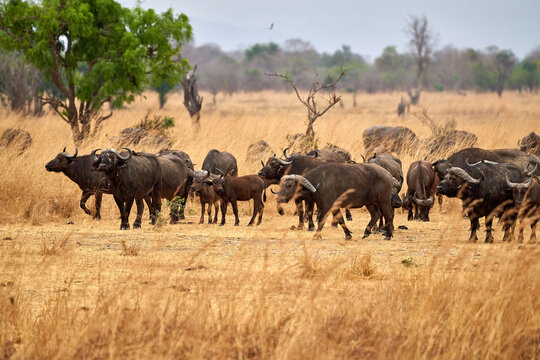Mikumi Nationalpark Tansania