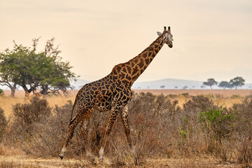 Obraz premium Mikumi Nationalpark Tansania
