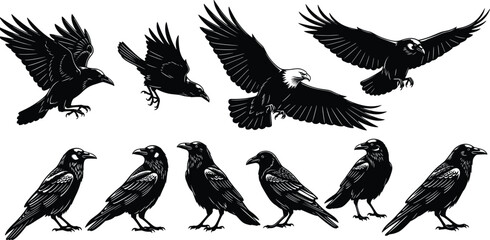 Fototapeta premium Flying crow raven silhouettes collection isolated black birds wildlife vector illustration set for design