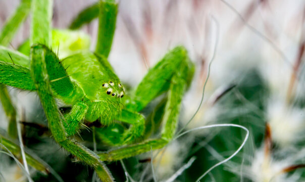 green, hairy spider Micrommata. close-up. spider portrait with eyes. extreme close-up. insect mouthpart. screensaver. cute green spider.