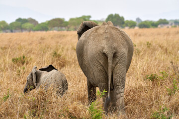 Mikumi Nationalpark Tansania