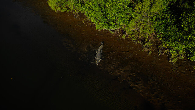 Aerial view of a crocodile lurking in the murky waters near the lush mangrove shoreline, a primal scene unfolds in the tropical sunlight, Port Douglas, Queensland, Australia.