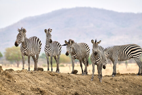 Mikumi Nationalpark Tansania