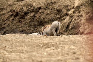 Mikumi Nationalpark Tansania