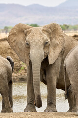 Mikumi Nationalpark Tansania