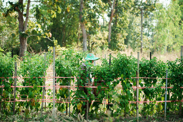 An elderly female farmer standing in a lush green vegetable garden, surrounded by healthy plants under natural sunlight.