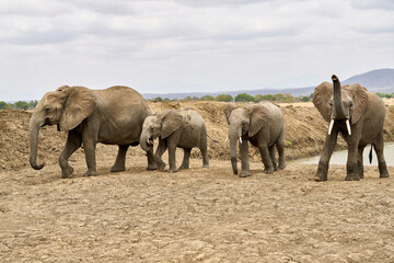 Mikumi Nationalpark Tansania © Rocco