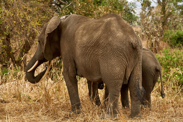 Mikumi Nationalpark Tansania