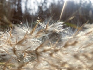 Obraz premium Whispering reed grass glistens in the bright sunshine, sun shines brightly plumes of pampas grass, sunlit seed head showcases intricate details textures