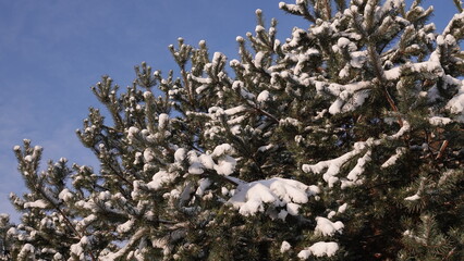 Zielone konary sosny z widocznymi igłami przykryte grubą warstwą białego śniegu.  © tomo81