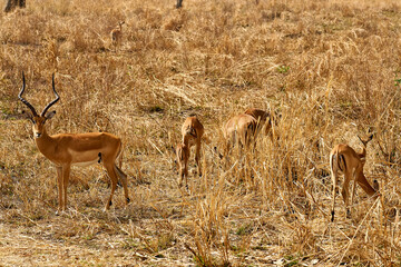 Mikumi Nationalpark Tansania