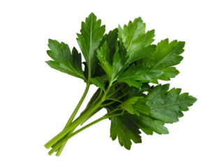 A fresh bunch of vibrant green parsley sprigs on a transparent background